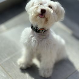 Ella - Miniature Schnauzer