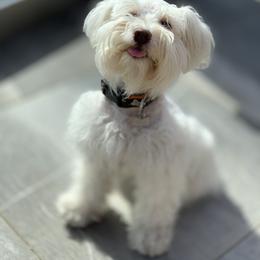 Ella - Miniature Schnauzer