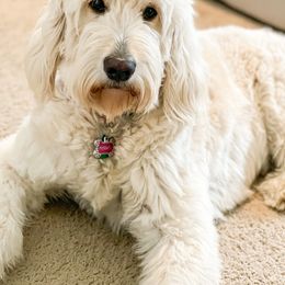 Marley - Goldendoodle