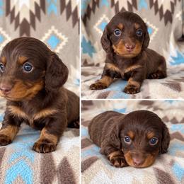 Boy 4 - Chocolate and tan male Dachshund puppy in Oklahoma from Red Oak Long Dogs