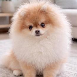 Lily Mae - Chocolate sable female Pomeranian puppy in Las Vegas, Nevada from Velvet-Paws Pomeranians