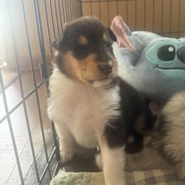 Collie puppies from Pyman Collies