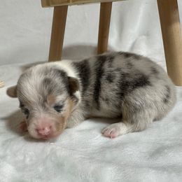 Bluie blue merle boy - Blue merle and white male American Corgi puppy in Scottown, Ohio from Wyndy Ridge Corgis