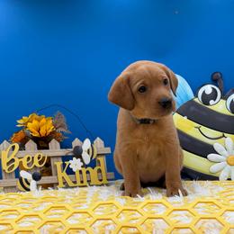 Gray - Yellow female Labrador Retriever puppy in Heath Springs, South Carolina from Rich Hill Retrievers