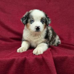 Charming - Blue merle male Australian Shepherd puppy in Collinston, Utah from Corbridge Aussies