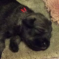 Standard Schnauzer Puppies from Stahlkrieger Standard Schnauzers