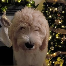 Blue Boy - Cream male Goldendoodle puppy in Palm Bay, Florida from Costa's Curly Canines