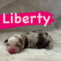 Liberty - Red merle female Miniature Australian Shepherd puppy in South Central, Pennsylvania from Windy Hills Mini Aussies & Doodles
