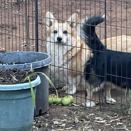 Maltipoo and Pembroke Welsh Corgi All Grown Up from Eclipseann