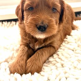 May - Black female Goldendoodle puppy in Point, Texas from Tiny Paws Goldendoodles