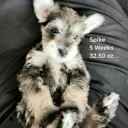Spike II - Black and white male Schnoodle puppy in Tucson, Arizona from Smart Schnauzers & Schnoodles