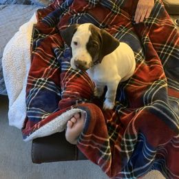 "Male" German Shorthaired Pointer Puppies from Webber's Place