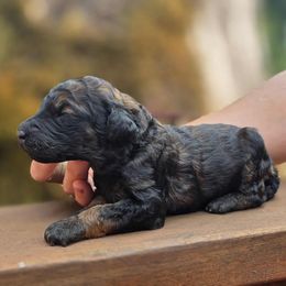 Oink - Hot Pink Color - Phantom female Poodle puppy in Springfield, Oregon from Valaurah Farms