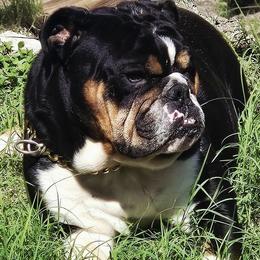 Bulldogs from Hippo's Bullies