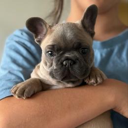 Minnie - Blue Fawn Chunky Girl - Blue fawn female French Bulldog puppy in Gulf Breeze, Florida from SW Frenchies