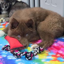 Candy - Red and white female Siberian Husky puppy in East Tawas, Michigan from BurnsBerg's Woolies