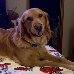 Golden Retrievers from Brighton Golden Retrievers