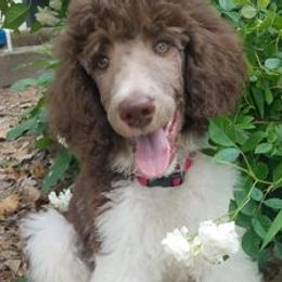 Poodles from Caney Creek Kennel & Grooming