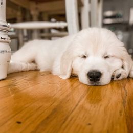 Golden Retriever Puppies from Golden Retriever Companions