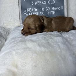 Red collar - Red female Aussiedoodle puppy in Mount Ulla, North Carolina from Girls of anarchy farm