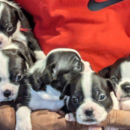 Boston Terrier Puppies from Boston's Boston Terriers AKC
