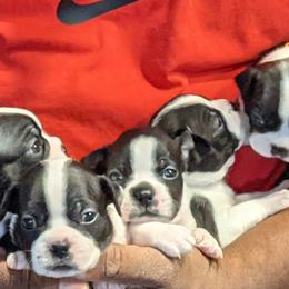 Boston Terrier Puppies from Boston's Boston Terriers AKC