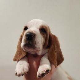 Basset Hound Puppies from Twin Creek Acres