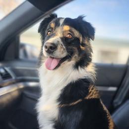 Zephyr - Miniature Australian Shepherd