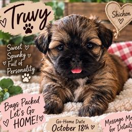 Truvy - Brown female Shichon puppy in Ronda, North Carolina from Willow River