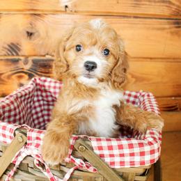 Sunny - Red male Cavapoo puppy in Rattan, Oklahoma from Double M Cocker Spaniels