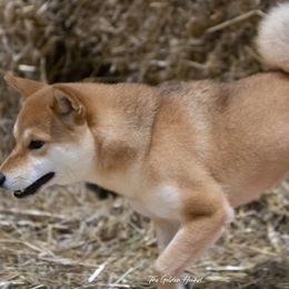 Shiba Inu from Kiamichi Shiba Inu