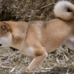 Shiba Inu from Kiamichi Shiba Inu