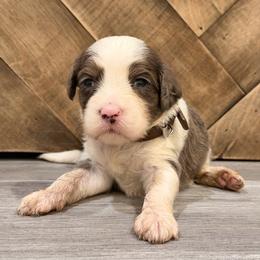 Blue Merle parti male - Merle male Goldendoodle puppy in Vallejo, California from Well Rooted Doodles