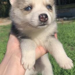 Stella - Merle Pomsky puppy in Mineola, Texas from East Texas Pomskies