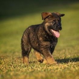 German Shepherd Puppies from Sommerfeld German Shepherds