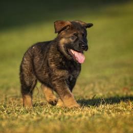 German Shepherd Puppies from Sommerfeld German Shepherds