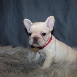 Boxer, Bulldog, and French Bulldog Puppies from Hillview Kennels
