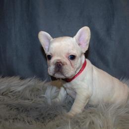 Boxer, Bulldog, and French Bulldog Puppies from Hillview Kennels