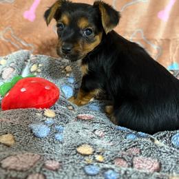 Sally - Black and tan female Yorkshire Terrier puppy in Pounding  Mill, Virginia from Rosa's Chihuahuas
