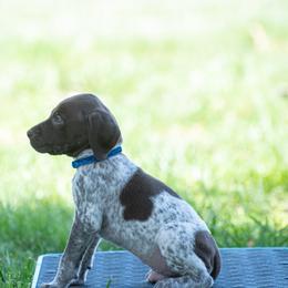 German Shorthaired Pointer and Vizsla Puppies from Nosam Kennels