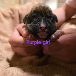 Girl 3 - Brindle female Boxer puppy in Caspian, Michigan from Andrus Family Boxers