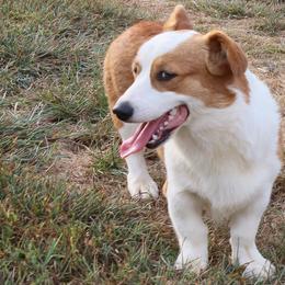 American Corgis and Pembroke Welsh Corgis from Cold Creek Family Farm LLC