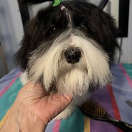 Havanese Puppies from Coraz’on Havanese