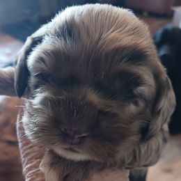 Jessie - Cocker Spaniel puppy from Wethys Cocker Spaniels