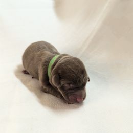 Dilute Retriever and Labrador Retriever Puppies from LC Hunting Labs, LLC.