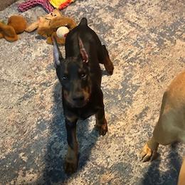 Doberman Pinscher and Dogue de Bordeaux Puppies from River Blu Bordeaux's
