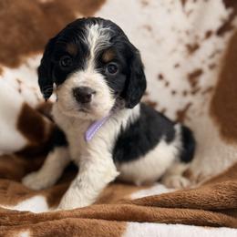 Lover - Black white and tan female English Springer Spaniel puppy in Cleburne, Texas from Powers English Springer Spaniels