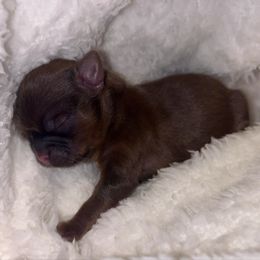 Fancy Velvet - Red and tan female Shih Tzu puppy in Sacramento, California from NANA’S  QUALITY SHIH TZU'S