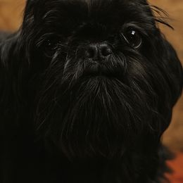 Tiffany Love - Shih Tzu