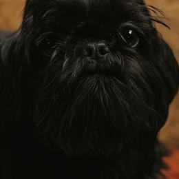 Tiffany Love - Shih Tzu